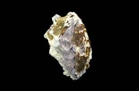 藏品(牡蠣)的圖片